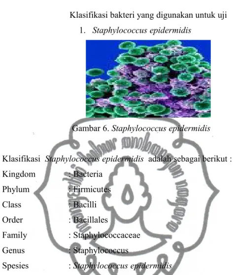 Gambar 6. Staphylococcus epidermidis