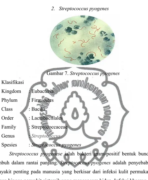 Gambar 7. Streptococcus pyogenes Klasifikasi Kingdom  : Eubacteria Phylum : Firmicutes Class : Bacilli Order : Lactobacillales Family : Streptococcaceae Genus  :  Streptococcus