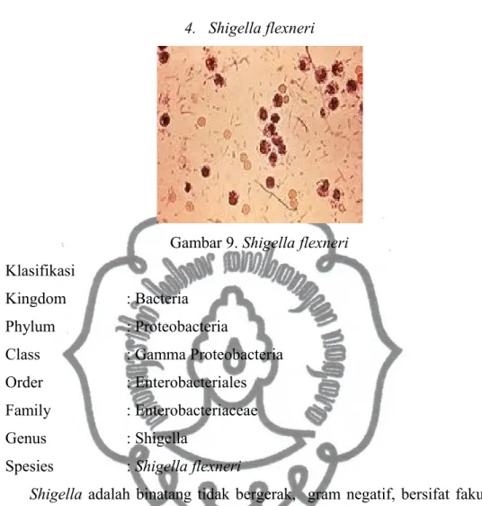 Gambar 9. Shigella flexneri Klasifikasi 