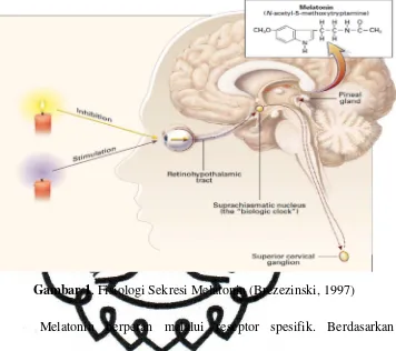 Gambar 1. Fisiologi Sekresi Melatonin (Brezezinski, 1997) 
