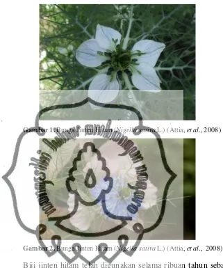 Gambar 1. Bunga Jinten Hitam (Nigella sativa L.) (Attia, et al., 2008) 