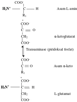 Gambar 1. Transaminasi Reaction 