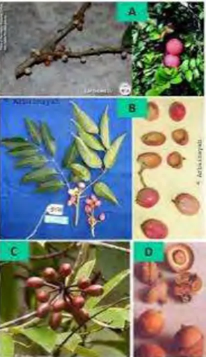 Gambar  7a.  (A)  Ficus  spp ;  (B)  Santiria  spp ;  (C)  Polyalthia  sumatrana ;  (D)  Lithocarpus  spp.