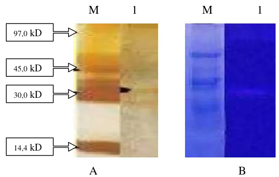 Gambar 5.  Hasil SDS silver staining dan Zimogram aktivitas protease  ekstrak kasar (A dan B)  (M=Marker, 1= S