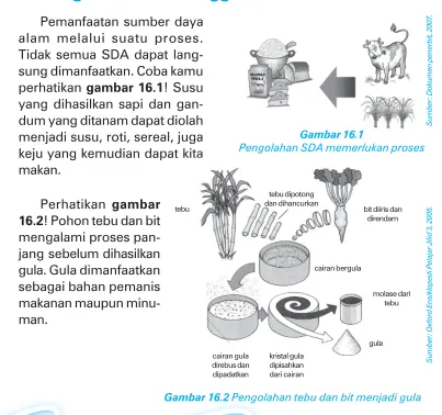 Gambar 16.2 Pengolahan tebu dan bit menjadi gula