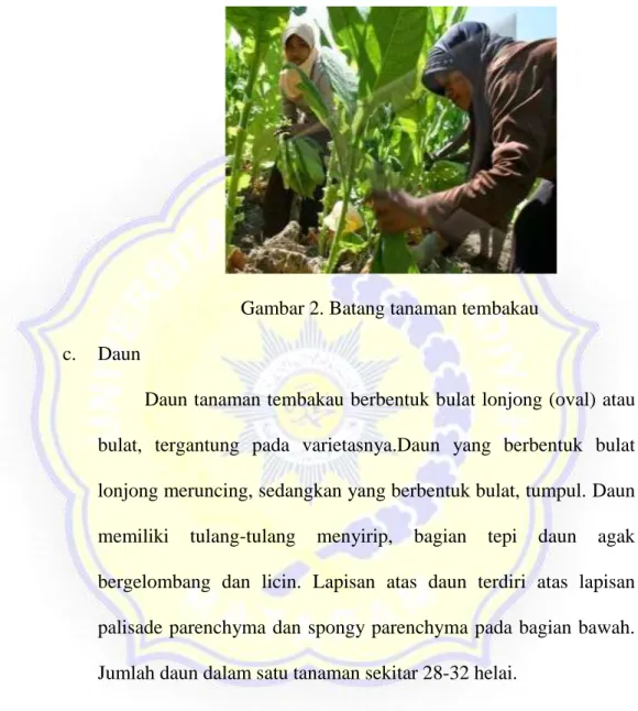 Gambar 2. Batang tanaman tembakau  c.  Daun 