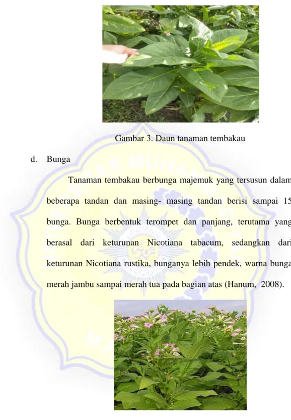 Gambar 3. Daun tanaman tembakau  d.  Bunga 