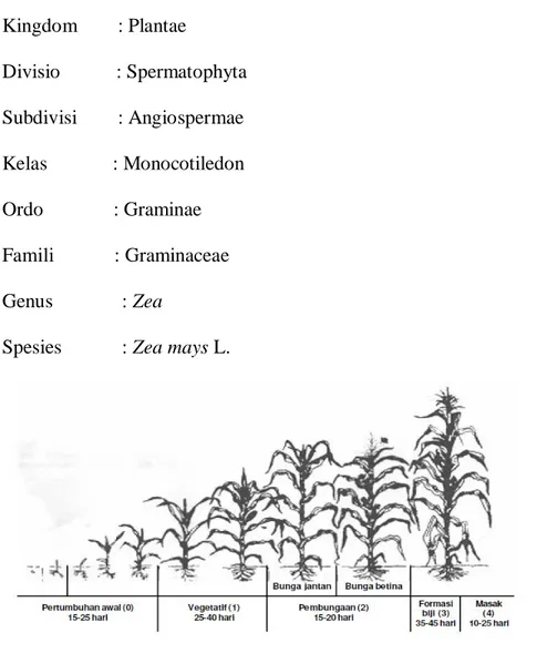 Gambar 2.1 Fase-fase pertumbuhan jagung manis  Sumber :Balai Penelitian Tanaman Serealia (2001)