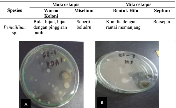 Tabel 1. Ciri Kapang Penicillium sp. Secara Makroskopis dan Mikroskopis