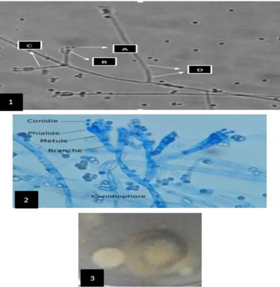 Gambar 2. Penicillium sp. (1) Ciri mikroskopis kapang, (2) Foto Referensi, (3)  Koloni kapang pada media PDA, A: Konidia, B: Phialid, C:  Konidiofor, D: Septa 