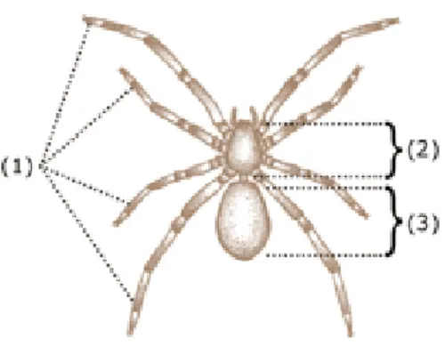 Gambar II.1 Anatomi Arachnida 