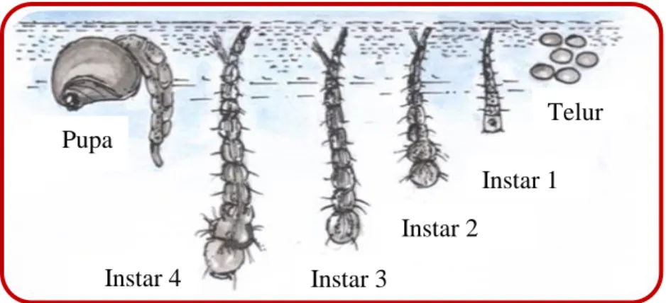 Gambar 2. Perkembangan Telur sampai Pupa Aedes aegypti  Larva  (jentik)  memiliki  ciri-ciri  sebagai  berikut:  gerakannya  lincah  dan  bergerak  aktif  di  dalam  air  bersih  dari  bawah ke permukaan untuk mengambil udara nafas lalu kembali  lagi ke ba