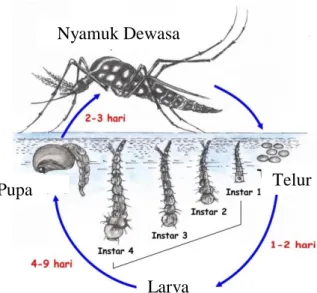 Gambar 3. Daur Hidup Aedes aegypti Pupa 