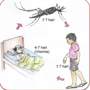 Gambar 4. Penularan Penyakit DBD 