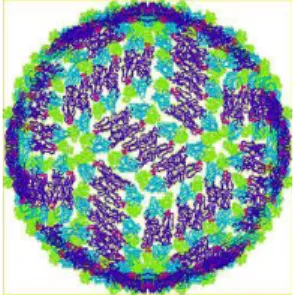 Gambar 9. Struktur Molekuler Virus Dengue (Info, 2009)  Virion  virus  dengue  terdiri  dari  suatu  single-stranded  RNA genome yang dikelilingi oleh nucleocapsid yang dibungkus 