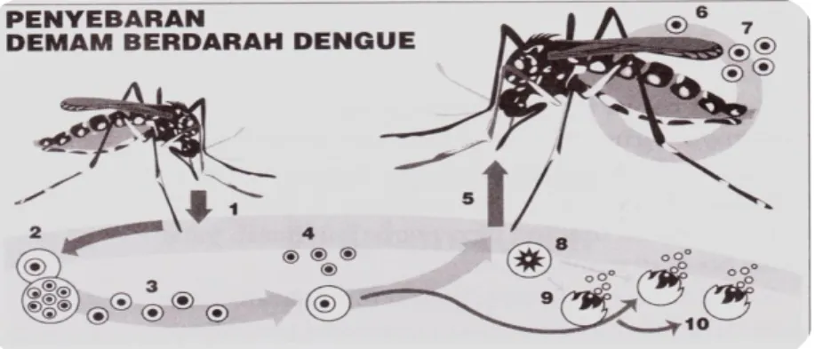 Gambar 11. Perjalanan Infeksi Virus Dengue (Nadesul, 2007)  Keterangan gambar: 