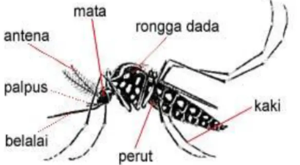 Gambar 1. Morfologi Aedes aegypti (Muna, 2009)  Pada  bagian  kepala  terdapat  sepasang  mata  majemuk  ,  sepasang  antena  yang  berbulu  dimana  pada  nyamuk  jantan  bulunya lebih tebal dari betina, palpus dan belalai