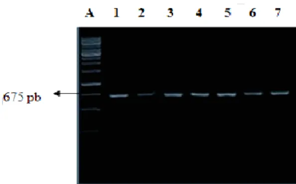 Gambar  2  Profil  DNA  O.  eugeneiatus  dari  S.  Kamparhasil  amplifikasi  menggunakan  pasangan  primer    COX3-F1  dan COX3-R1