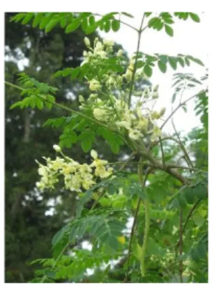 Gambar 10. Pohon kelor  11. Mengkudu   Kingdom  : Plantae  Divisi  : Magnoliophyta  Kelas  : Magnoliopsida  Ordo  : Gentianales  Famili  : Rubiaceae  Genus  : Morinda  Spesies  : Morinda sp  
