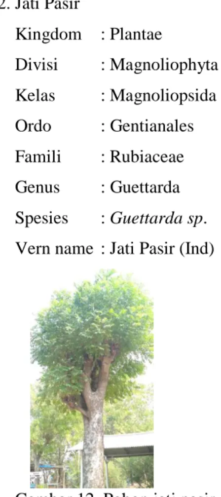 Gambar 12. Pohon jati pasir 