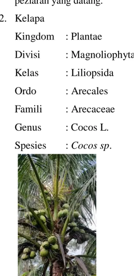 Gambar 2. Pohon kelapa 