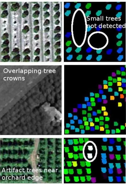 Figure 5: The different types of fruit trees analysed with the tree-counting algorithm