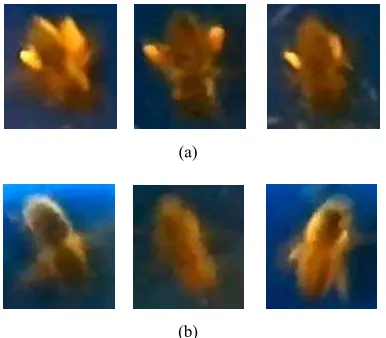 Figure 4. Parts of video frames with (a) pollen bearing honey bee, (b) honey bee without pollen load (best viewed in color) 