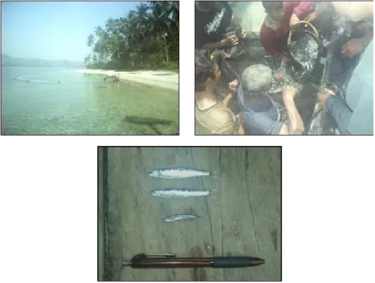 Gambar 2. Proses penangkapan ikan umpan hidup menggunakan alat tangkap seine net dan jenis ikan umpan hidup yang tertangkap.