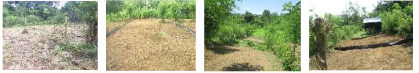 Gambar 1.  Petak percobaaan penelitian: A) Monokultur, B) tanaman berganda C}Alley Cropping,  D)Agrosilvopastura 