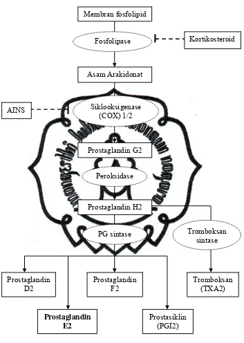 Gambar 4. Ringkasan Biosintesis Prostaglandin (Murakami dan Kudo, 2004) 