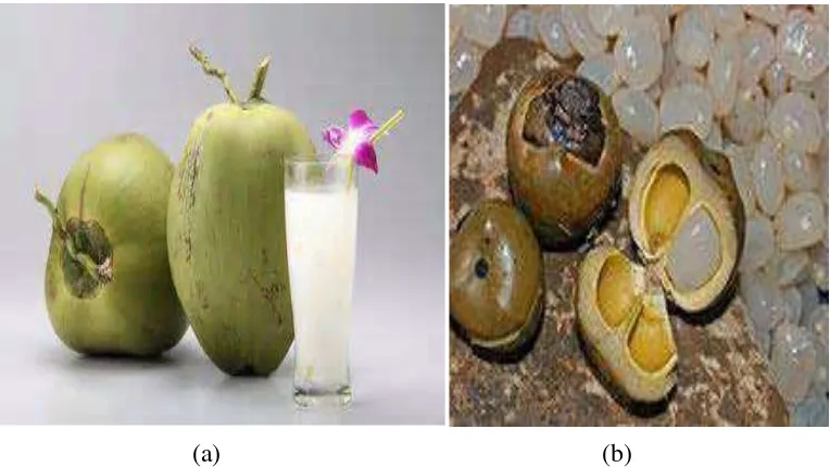 Gambar 2. (a) Kelapa sebagai bahan minuman, dan (b)  Buah kalang- kaleng 