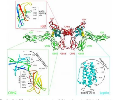 Gambar 2.3 Leptin dan reseptor kompleks ObR (Wauman dkk., 2017) 