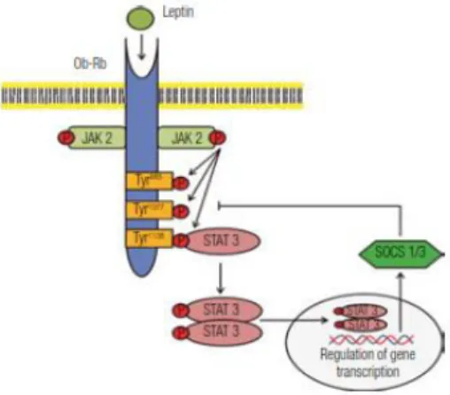 Gambar 2.4 Leptin dan JAK-STAT pathway (Myers dkk., 2008)    