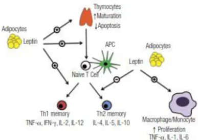 Gambar 2.6  Leptin dan sistem imunitas ( Paz-Filho dkk., 2012)      