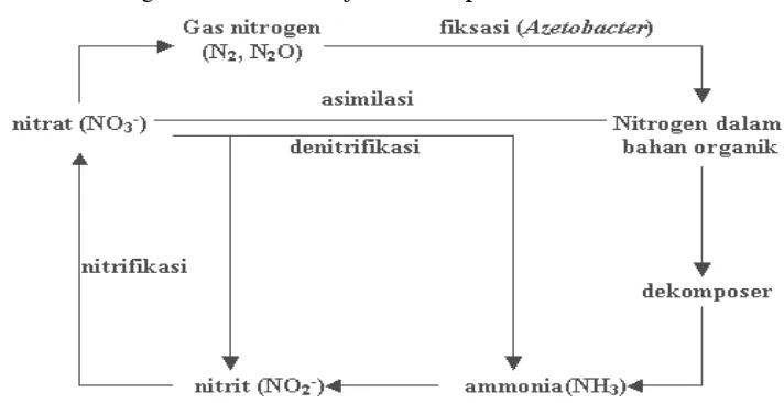 Gambar 2.  Siklus nitrogen di laut  (Milero dan Sohn, 1992) 