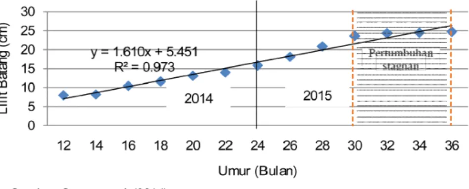 Gambar 5. Lilit batang tanaman selama tahun 2014 (normal) dan 2015 (kemarau panjang akibat el-