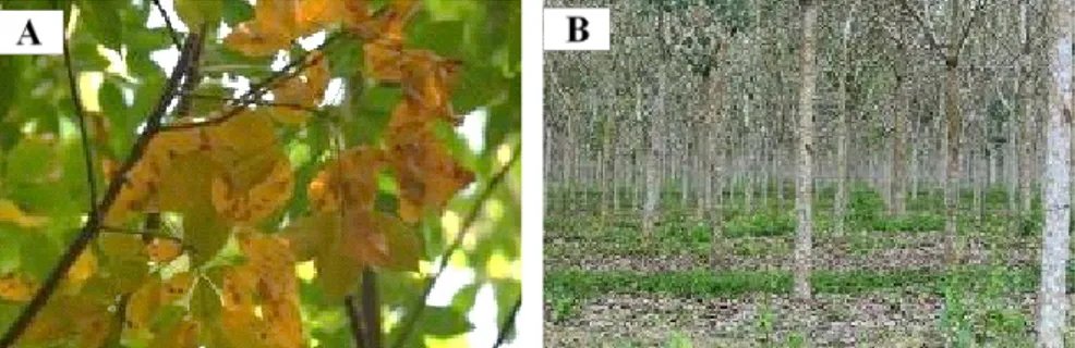 Gambar 6. Daun karet terinfeksi Pestalotiopsis microspore (A), areal tanaman mengalami gugur daun  akibat Pestalotiopsis microspora (B) di Sumatera Utara