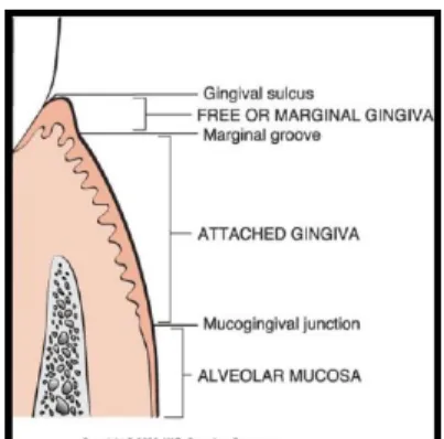 Gambar 6. Anatomi Gingiva (Jannah, 2014) 