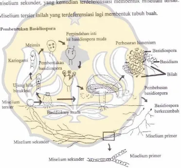 Gambar 2. Daur hidup khas Basidiomycetes (Brown, 1997)(Figure 2. Typicat bio.unsoed.ac.idlfe cycle of Basidiomycetes (Brown, 1997)