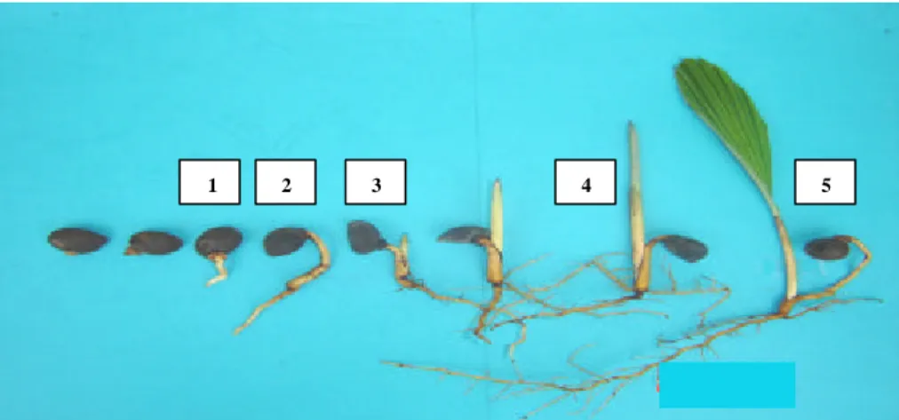 Gambar 1. Tahap-tahap perkecambahan benih aren 