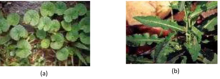 Gambar 1 Tanaman pegagan (a), tempuyung (b) 