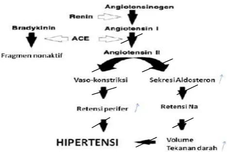 Gambar 5 Mekanisme hipertensi (Guand dan Philips 2009) 