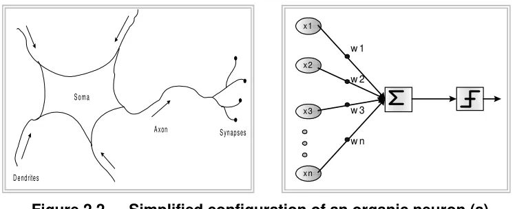 Figure 2.2.  Simplified configuration of an organic neuron (a), 