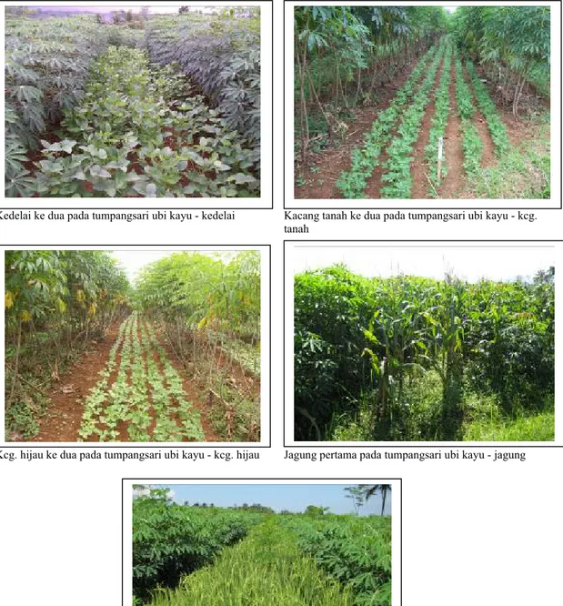 Gambar 1. Tumpangsari uki kayu dengan kedelai, kacang tanah, kacang hijau, jagung  dan padi gogo (Sumber :  Taufik A., et al., 2008)