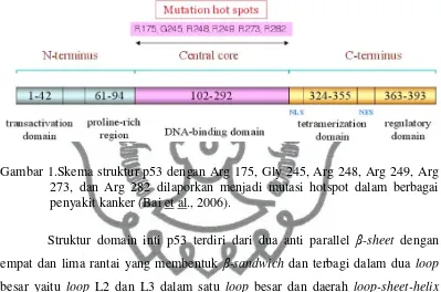 Gambar 1.Skema struktur p53 dengan Arg 175, Gly 245, Arg 248, Arg 249, Arg 