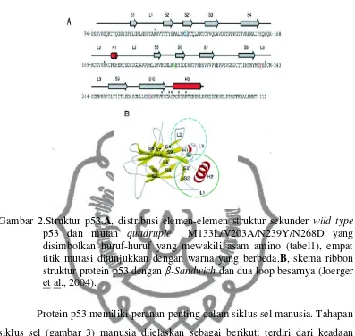 Gambar 2.Struktur p53.A, distribusi elemen-elemen struktur sekunder wild type 