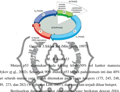 Gambar 3.Siklus Sel (Mitchison, 1997) 