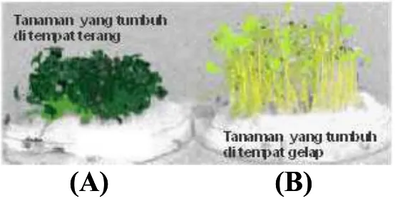 Gambar di bawah ini menunjukkan percobaan menggunakan tumbuhan selada yang ditumbuhkan pada dua kondisi lingkungan berbeda