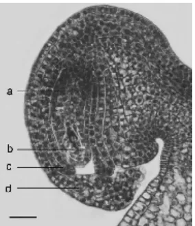 Figure 12. a. Seed coat of S. formosa showing an increased number ofcell layers of the outer integument (a