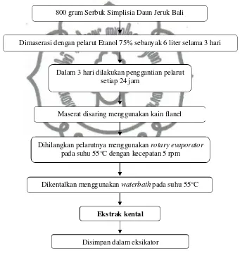 Gambar 6. Pembuatan Ekstrak Etanol Daun Jeruk Bali